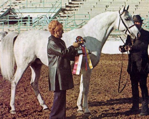 stallion Eleuzis 1962 ox (Arabian thoroughbred, 1962, from Aquinor 1951 ox)
