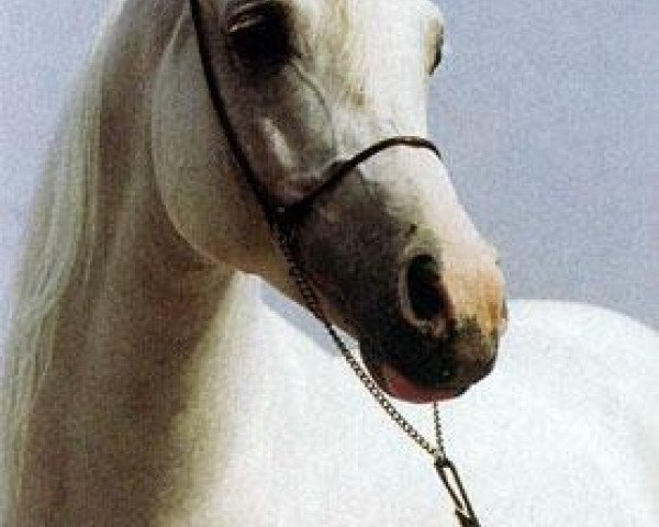 stallion Pesal ox (Arabian thoroughbred, 1991, from Partner ox)