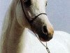 stallion Pesal ox (Arabian thoroughbred, 1991, from Partner ox)