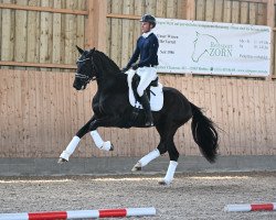 broodmare Sonntagskind VJ (German Sport Horse, 2019, from Secret)