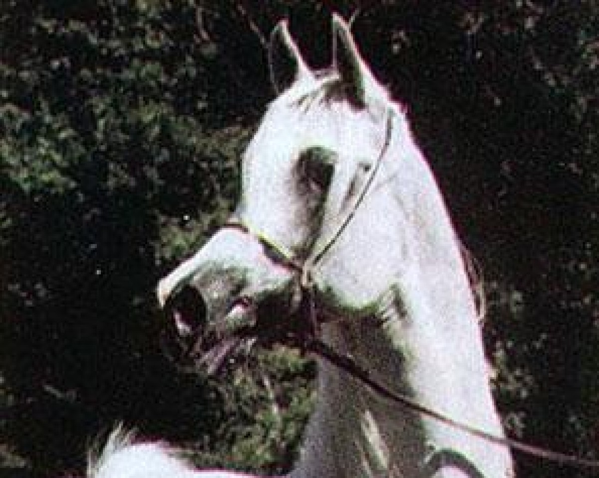Deckhengst Penitent 1979 ox (Vollblutaraber, 1979, von Partner ox)