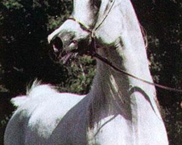 stallion Penitent 1979 ox (Arabian thoroughbred, 1979, from Partner ox)