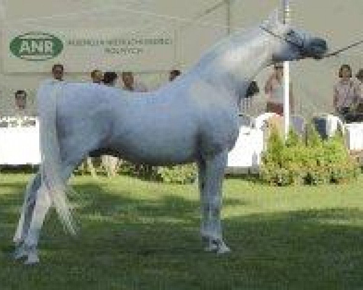 stallion Eldon 1985 ox (Arabian purebred, 1985, from Penitent 1979 ox)