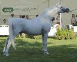 stallion Eldon 1985 ox (Arabian thoroughbred, 1985, from Penitent 1979 ox)