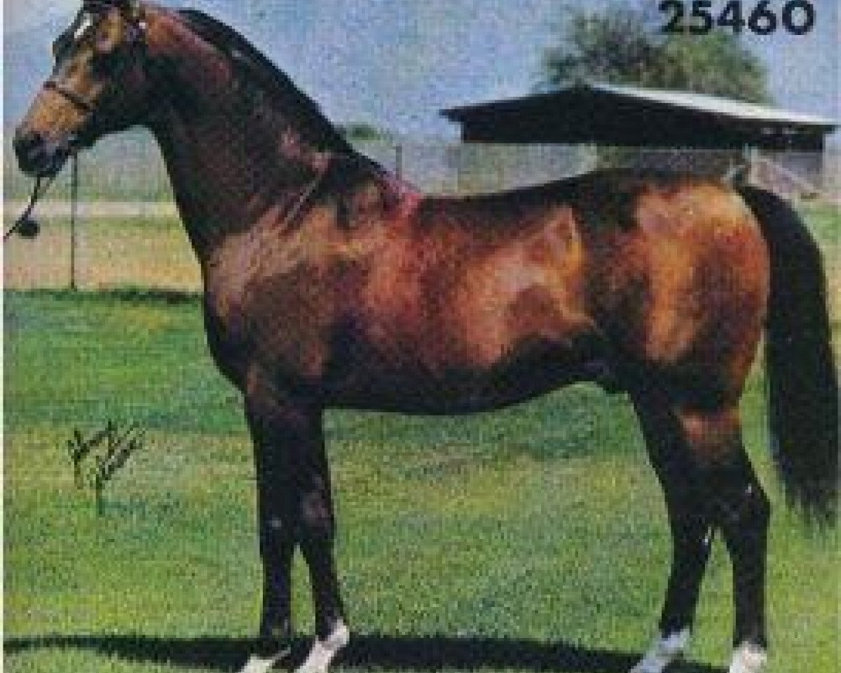 stallion Bask ox (Arabian purebred, 1956, from Witraz 1938 ox)