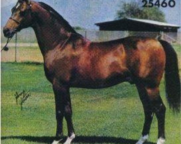 stallion Bask ox (Arabian thoroughbred, 1956, from Witraz 1938 ox)