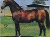 stallion Bask ox (Arabian thoroughbred, 1956, from Witraz 1938 ox)
