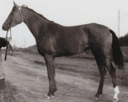 broodmare Monopolia 1956 ox (Arabian thoroughbred, 1956, from Priboj 1944 ox)