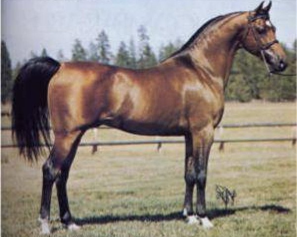 stallion Negatraz 1971 ox (Arabian thoroughbred, 1971, from Bask ox)