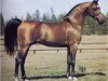 stallion Negatraz 1971 ox (Arabian thoroughbred, 1971, from Bask ox)