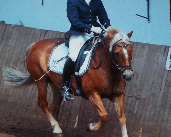 dressage horse Laska 184 (Haflinger Mix, 1991)