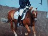 dressage horse Laska 184 (Haflinger Mix, 1991)