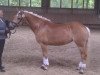 broodmare Annie Edelweiß (Haflinger, 2008, from Alpin)