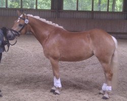 Zuchtstute Annie Edelweiß (Haflinger, 2008, von Alpin)