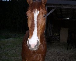 Pferd Feiner Kerl (Westfale, 2011, von Fürst Frederik)