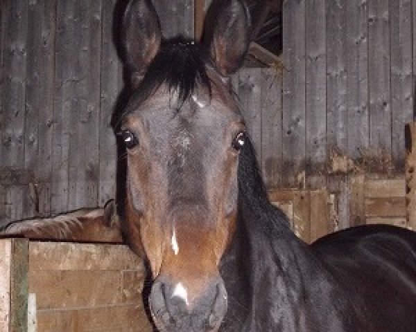 horse Paddington (Rhinelander, 2000, from Precioso)