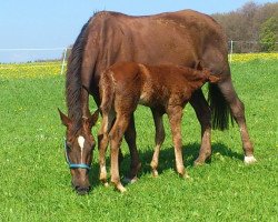 broodmare Kalai's (Saxony-Anhaltiner, 1995, from Kolibris As)