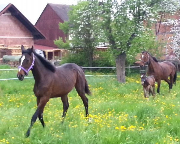 broodmare Happy Sunshine (Hanoverian, 2012, from Heinrich Heine)