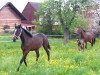 broodmare Happy Sunshine (Hanoverian, 2012, from Heinrich Heine)