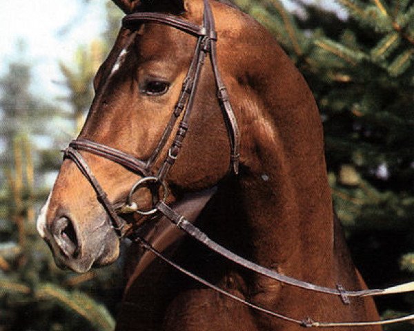stallion Korado (Trakehner, 1989, from Tenor)