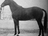 stallion Harlekin (Trakehner, 1967, from Major)