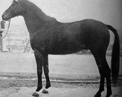 stallion Harlekin (Trakehner, 1967, from Major)