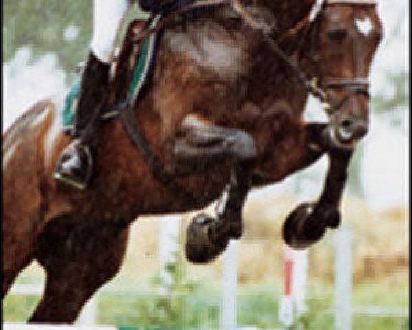 stallion Goodwood (Trakehner, 1996, from Partout)