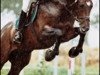 stallion Goodwood (Trakehner, 1996, from Partout)