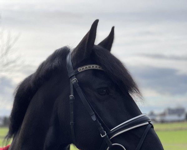horse Willem vom Friesenhof Altmark 3 (Friese, 2015, from Hette 481)