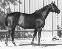 broodmare Hela VII (Trakehner, 1975, from Erzsand)