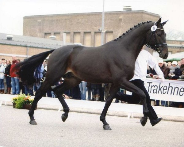 stallion Montafon (Trakehner, 2007, from Cadeau)