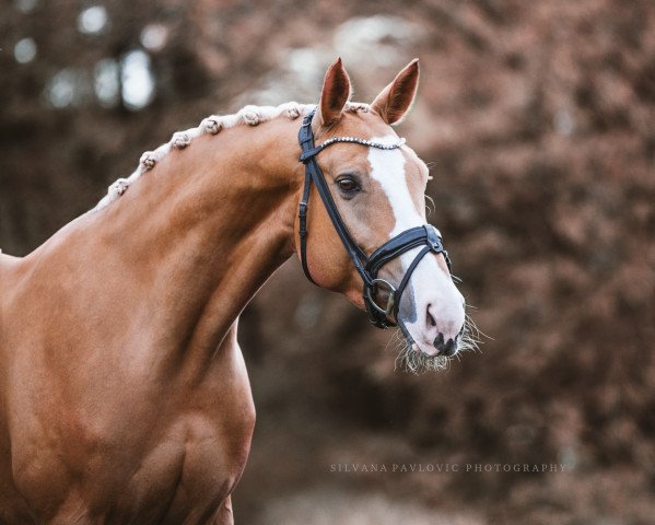 broodmare Goldküste (German Sport Horse, 2016, from Callaho's Benicio)