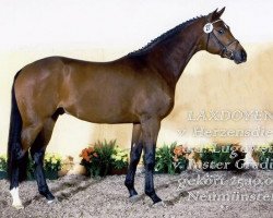 stallion Laxdoyen (Trakehner, 2007, from Herzensdieb)