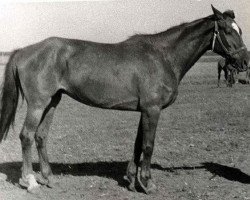 Zuchtstute Hosjaika (Russisch Trakehner, 1963, von Chochot)