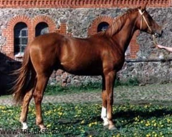 stallion Epigraf (Trakehner, 1987, from Homeras)