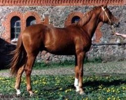 stallion Epigraf (Trakehner, 1987, from Homeras)