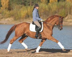 stallion Schoenbrunn (Trakehner, 1998, from Ivernel)