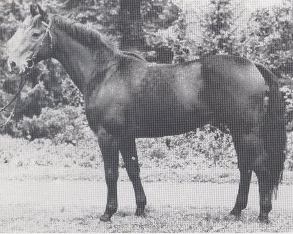 stallion Donar (Hanoverian, 1971, from Davos)