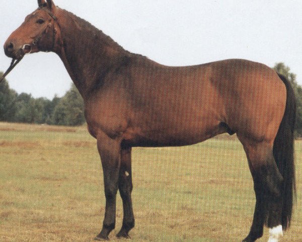 stallion Amfortas (Hessian Warmblood, 1983, from Ampere)