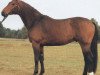 stallion Amfortas (Hessian Warmblood, 1983, from Ampere)