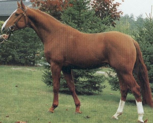 stallion Grafenberg (Hanoverian, 1982, from Grenadier)