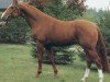 stallion Grafenberg (Hanoverian, 1982, from Grenadier)