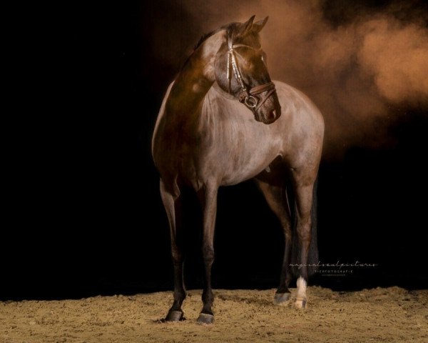 dressage horse Finley 92 (Westphalian, 2011, from Fineliner 2)