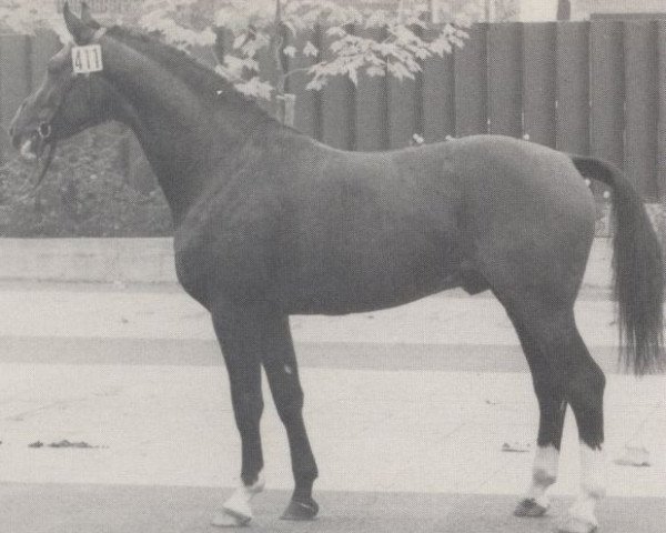 stallion Rigoletto (Westphalian, 1974, from Renaldo)