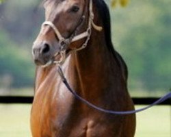 stallion Protektor xx (Thoroughbred, 1989, from Acatenango xx)