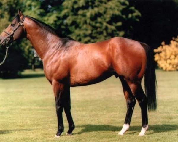 stallion Desert Style xx (Thoroughbred, 1992, from Green Desert xx)