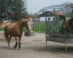 horse Merano 148 (Haflinger, 1995, from Stromer (11,72% ox))