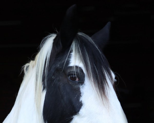 Dressurpferd Kilkenny vom Prinzenmoor (Tinker / Irish Cob / Gypsy Vanner, 2009)