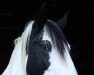 dressage horse Kilkenny vom Prinzenmoor (Tinker / Irish Cob / Gypsy Vanner, 2009)