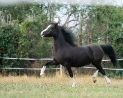 Pferd Hegelshof's Black Boy (Welsh Mountain Pony (Sek.A), 2017, von Weston Lieutenant)